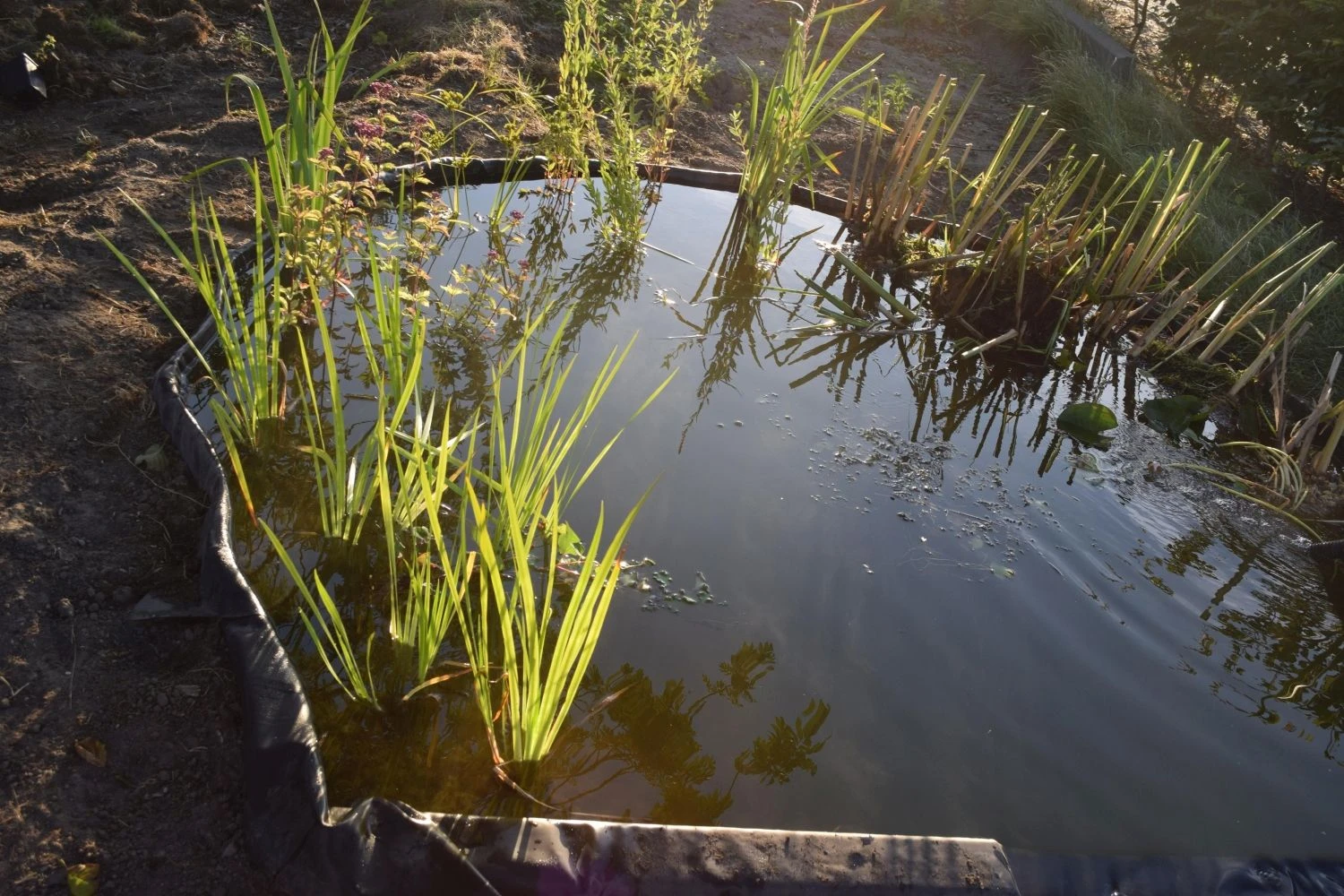 Nature Borderrand Zwart 7mm H19cm X 15m 5 Nature Borderrand Zwart 7mm H19cm X 15m - Afbeelding 5