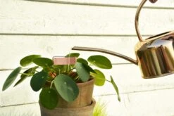 Esschert Kamerplanten Gieter Goud 1 L 22 Esschert Kamerplanten Gieter Goud 1 L -Tuinonderhoud TG237 43