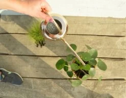 Esschert Kamerplanten Gieter Goud 1 L 16 Esschert Kamerplanten Gieter Goud 1 L -Tuinonderhoud TG237 44