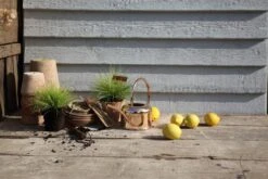 Esschert Kamerplanten Gieter Goud 1 L 19 Esschert Kamerplanten Gieter Goud 1 L -Tuinonderhoud TG237 47