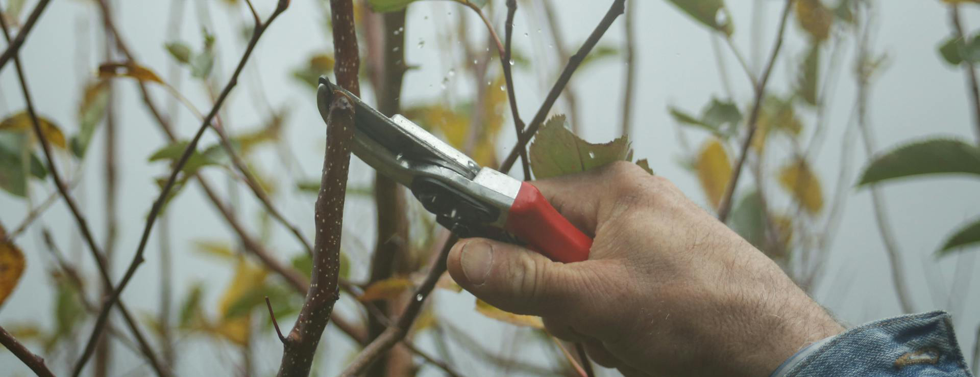 Voorkant 2 Voorkant -Tuinonderhoud pexels mariaturkmani 13779225